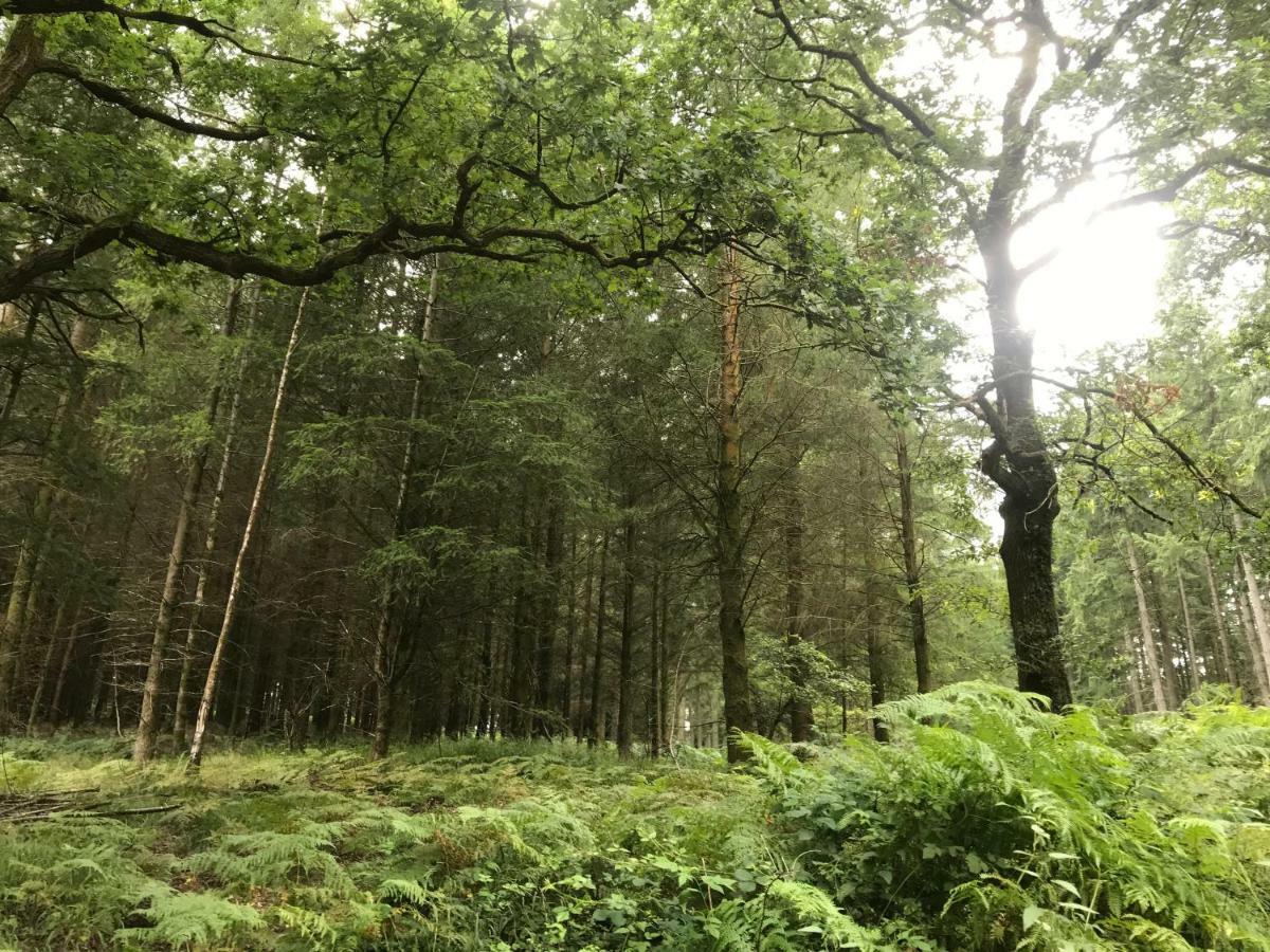 Old Co Op House -Forest Of Dean Bream Ngoại thất bức ảnh