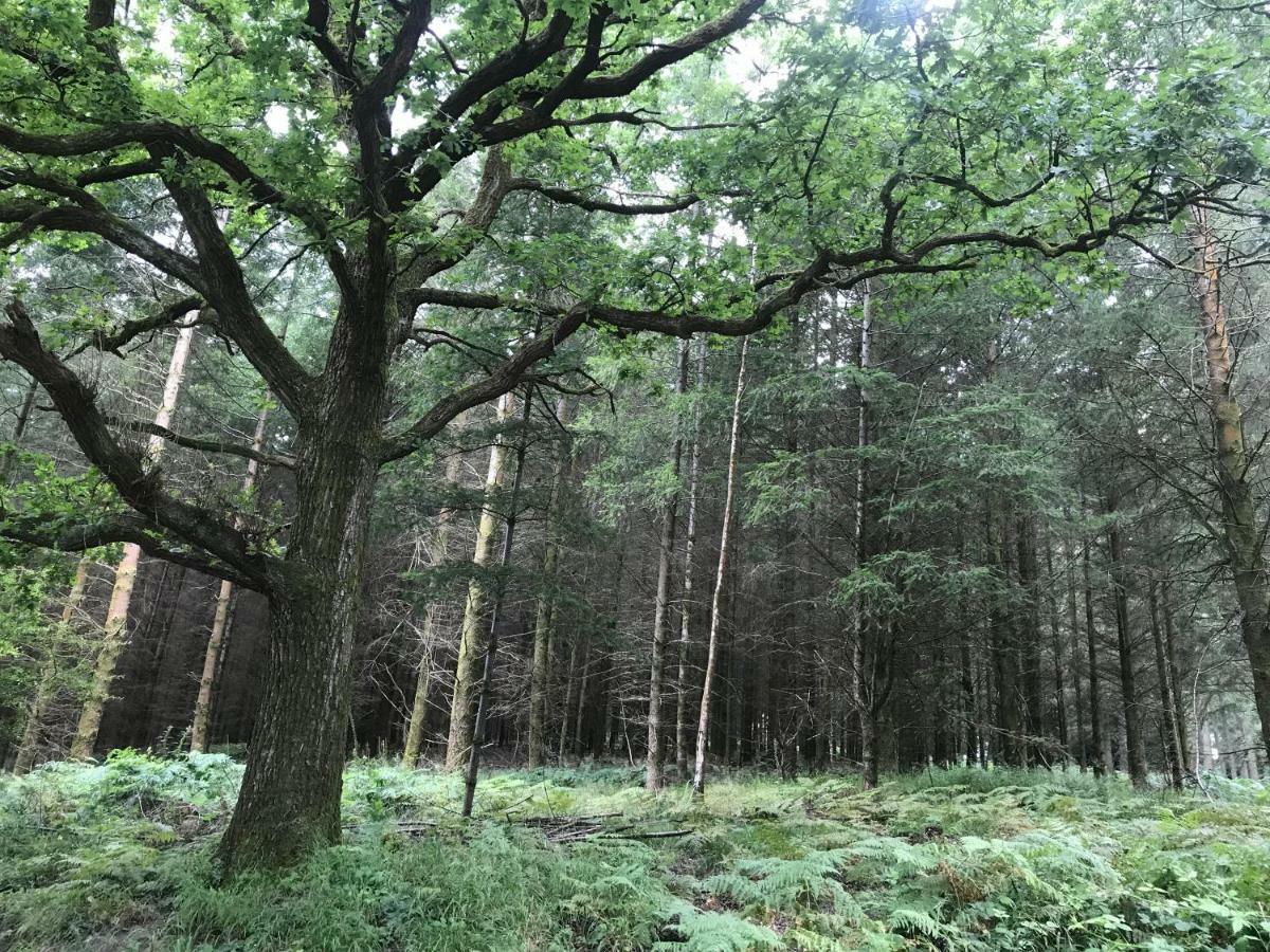 Old Co Op House -Forest Of Dean Bream Ngoại thất bức ảnh